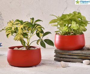 Flipkart outlet flower pot