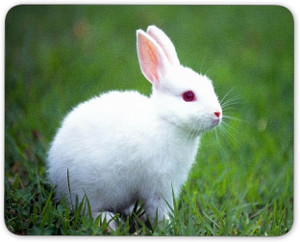 Digiclan White Rabbit With Red Eye Mousepad Digiclan Flipkart
