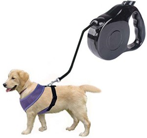 Buy Chanel Dog Online In India -  India