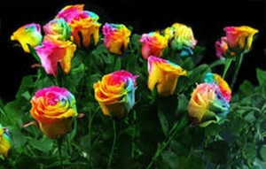 Greenz Rare Rainbow Rose Flowers Colourfull Home Garden Plant Seed Seed Best Price In India Greenz Rare Rainbow Rose Flowers Colourfull Home Garden Plant Seed Seed Compare Price List From Greenz