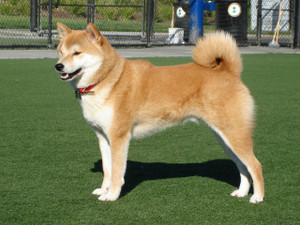 Shiba Inu Hd Poster Art Pncal25266 Photographic Paper 24 Inch X 18