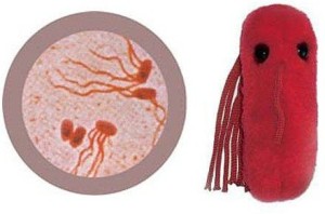 Giant Microbes Typhoid Fever (Salmonella Typhi) Plush