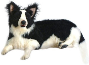 Hansa Border Collie Animal Lying Down