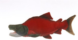West Sockeye Salmon Cabin Critter 17
