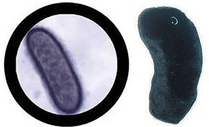 Giant Microbes Black Death The Plague Plush