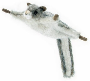 Flying squirrel shop pet price