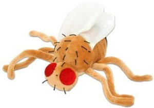Giant Microbes Fruit Fly (Drosophila Melanogaster) Plush