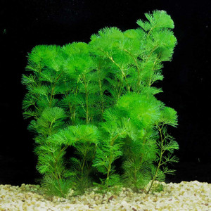 Twins Aquarium Live Plants Cabomba Cabomba carolinia 15 stems Aquarium Plant Anchor Price in India Buy Twins Aquarium Live Plants Cabomba Cabomba carolinia 15 stems Aquarium Plant Anchor online at Fli...