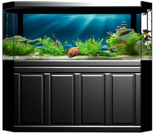 Fancy fish aquarium best sale enterprise