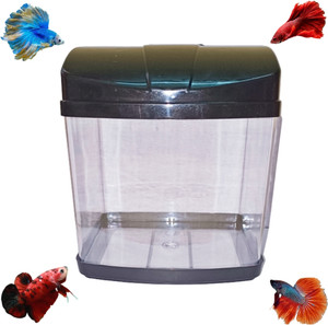 Betta breeding tank top