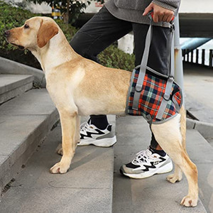Dog hind leg support harness top