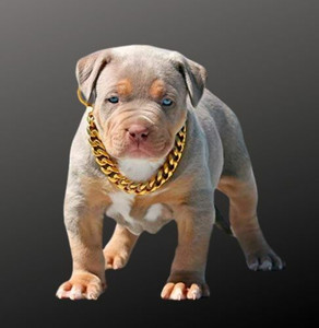 Puppy gold chain discount