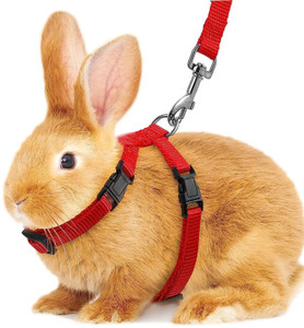 Rabbit belt outlet