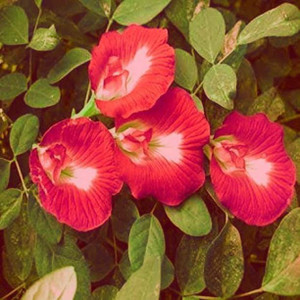 Red aparajita clearance flower