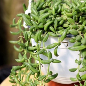 The Himalyanroots String of Pearls Price in India - Buy The Himalyanroots  String of Pearls online at