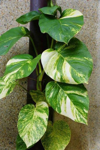 Big leaf money plant cheap
