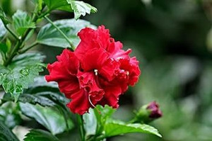 GISLENUS Hibiscus Plant Price in India - Buy GISLENUS Hibiscus Plant online  at Flipkart.com