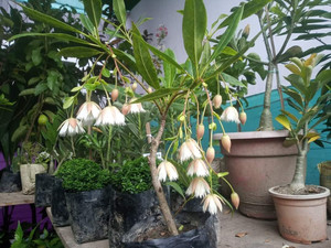 ONLINE PLANT BAZAR Rudraksha Plant Price in India Buy ONLINE PLANT BAZAR Rudraksha Plant online at Flipkart