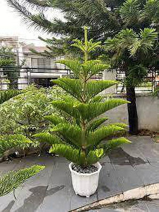 Christmas cheap tree original