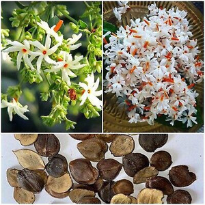 Parijat in sales english