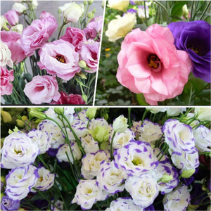 NooElec Seeds India 100 Seeds All Seasons Lisianthus Eustoma Mix