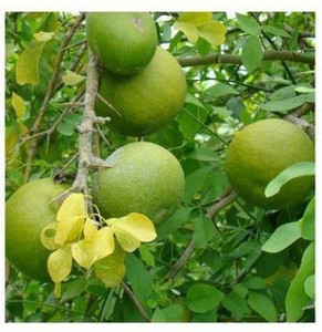 Buy Aywal Bel Patra Fruit Seed online at Flipkart