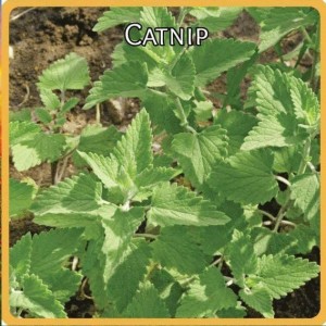 CATNIP seeds – Boondie Seeds