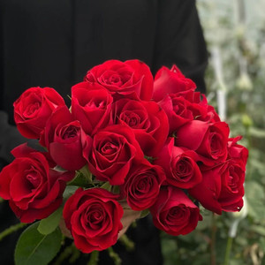 一番の贈り物 Red Classic “Carola“ Rose VibeX Rose Flipkart.com at online Seed Rose Red Classic Carola“ “ Rose VibeX Buy - India in Price Seed ホビーラジコン