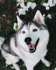 Cutest husky breeds discount