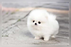 Baby sales pomeranian dog