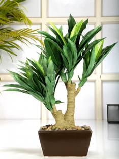 FOURWALLS Dracena Bonsai Artificial Plant with Pot Price in India - Buy FOURWALLS Dracena Bonsai Artificial Plant with Pot online at Flipkart.com FOURWALLS Dracena Bonsai Artificial Plant with Pot Price in India - Buy FOURWALLS Dracena Bonsai Artificial Plant with Pot online at Flipkart.com