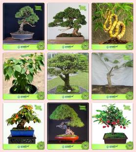 Creative Farmer Bonsai Seeds Garden Seeds For Beginners Combo English Walnut Cupressus Torulosa Bamboo Ficus Religiosawater Jasmine Elephant Ear Peach Pinus Petula Chinese Date Garden Seeds Seed Price In India Buy Creative