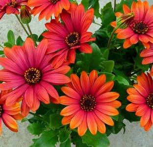 Creative Farmer Flower Seeds Orange Cape Daisy Plant Flowers Best Germination 11 Packets Garden Plant Seeds Seed Price In India Buy Creative Farmer Flower Seeds Orange Cape Daisy Plant