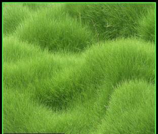 Creative Farmer Carpet Grass Seeds Green Carpet Seeds Seed