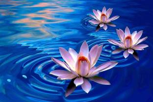 Exclusive Azohp3351 Lotus Flowers Full Hd Poster Latest Best New 3d Look Beautiful Paper Print Abstract Nature Posters In India Buy Art Film Design Movie Music Nature And Educational Paintings Wallpapers