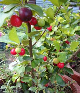 Vamsha Nature Care Cherry Fruit Plant Price In India Buy Vamsha Nature Care Cherry Fruit Plant Online At Flipkart Com It is explained in a simple way so that everyone who attempts to make will succeed.