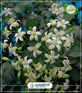 Creative Farmer Kamini Flowering Tree Seeds Kitchen Garden Plant 10indoor Outdoor Seed Reviews Latest Review Of Creative Farmer Kamini Flowering Tree Seeds Kitchen Garden Plant 10indoor Outdoor Seed Price In India
