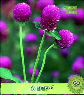 Creative Farmer Vadamalli Gomphrena Seed Price In India Buy Creative Farmer Vadamalli Gomphrena Seed Online At Flipkart Com