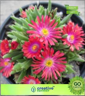 Creative Farmer Succulent Ice Plant Seed Price In India Buy Creative Farmer Succulent Ice Plant Seed Online At Flipkart Com