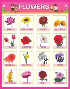 Get Wallpaper Flowers Educational Charts For Kids Home And School A3 Size Paper HD