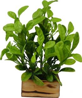Chumbak Wild Artificial Plant With Pot Price In India Buy Chumbak Wild Artificial Plant With Pot Online At Flipkart Com Great artificial plants create a lush look but require zero upkeep. flipkart