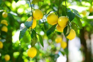 Graines citronnier 10pcs Lemon Tree Seed sain non OGM légère Nutritif Citron Fruit Graine Ideal Outdoor Jardinage cadeau 