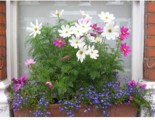 OhhSome Cosmos For Pots Flower Seeds For Boundary Garden Plant Seeds Seed  Price in India - Buy OhhSome Cosmos For Pots Flower Seeds For Boundary  Garden Plant Seeds Seed online at Flipkart.com
