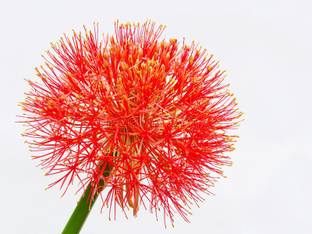 Sprout Bulbs Sprout Bulbs Heamanthus Football Lily Flower