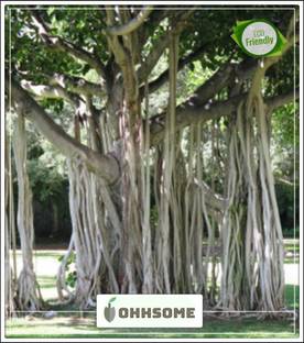 Vedanta Trees Buy Vedanta Trees Online At Best Prices In - 