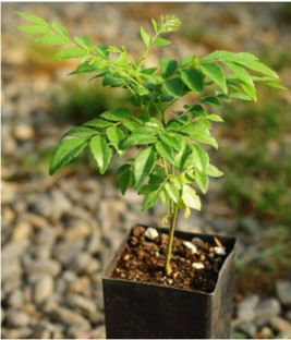 Belarn 100 Stücke Curry Leaf Tree Seed Kräuterpflanze Indoor Und Outdoor Garten Dekoration 