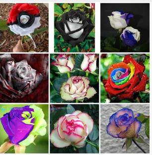 Priyathams Rose Flower Seeds Mix Nine Types Plant Seed Reviews Latest Review Of Priyathams Rose Flower Seeds Mix Nine Types Plant Seed Price In India Flipkart Com