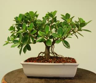 The Bonsai Plants Ficus Plant Price In India Buy The Bonsai Plants Ficus Plant Online At Flipkart Com