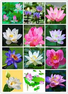 Pmw Grade A Quality Water Lilly Kaluva Puvvu Nymphaeaceae Flower Powder 100 Grams Seed Price In India Buy Pmw Grade A Quality Water Lilly Kaluva Puvvu Nymphaeaceae