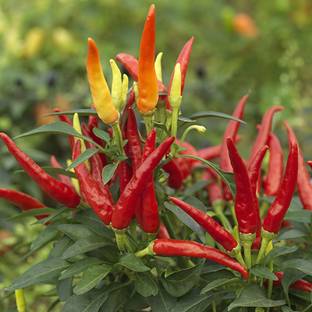 Green World Arka Harita Chilli Mirch Seeds 150 Seeds Seed Price In India Buy Green World Arka Harita Chilli Mirch Seeds 150 Seeds Seed Online At Flipkart Com